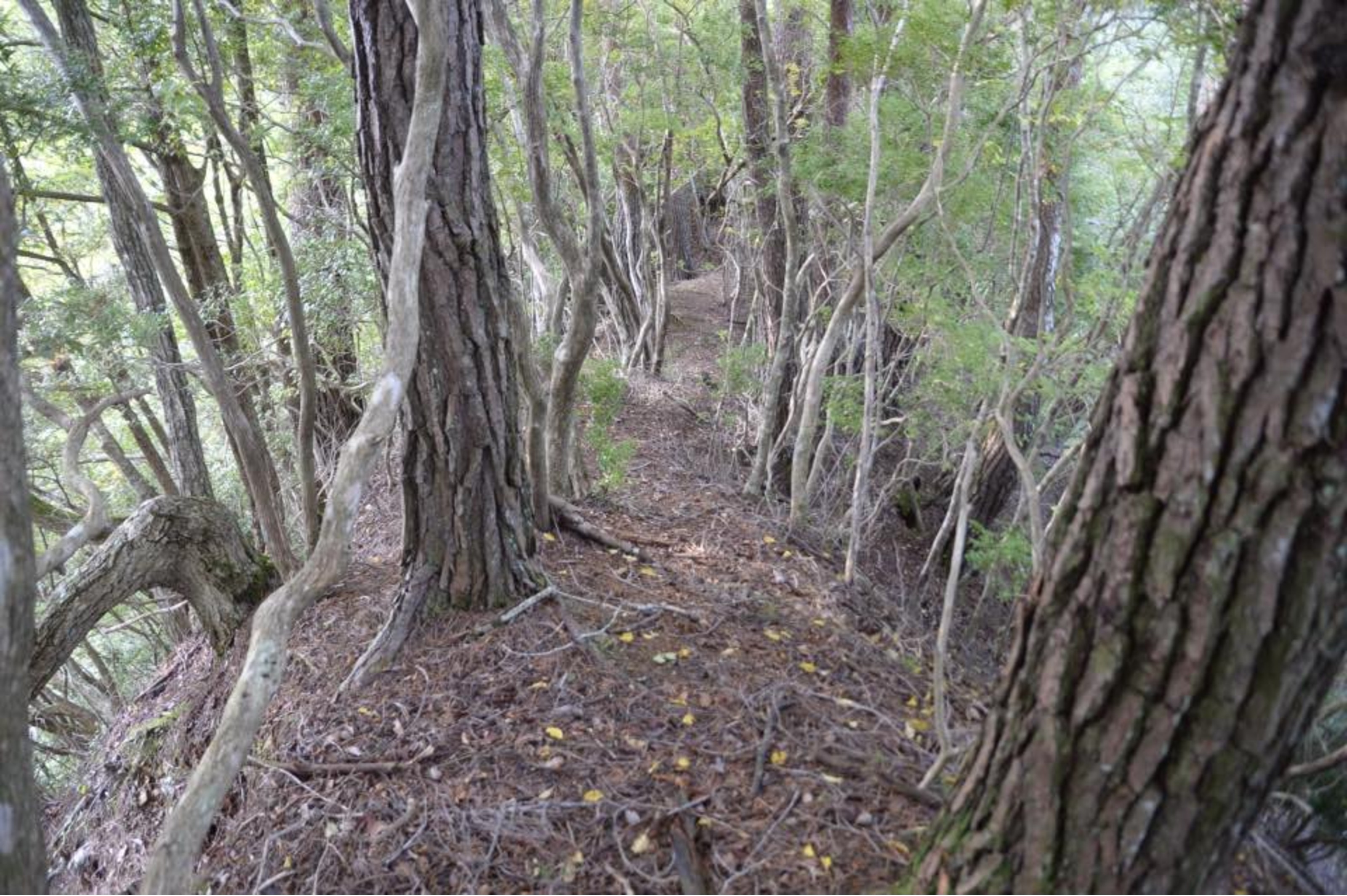 小辺路
